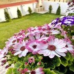 Satılır 5 otaqlı Bağ evi, Şüvəlan, Xəzər rayonu 16