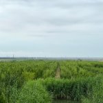 Продажа Объект Шабран 13