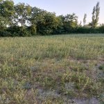 Satılır Torpaq Şəki 7