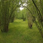 Satılır Torpaq Zaqatala 1