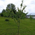 Satılır Torpaq Qəbələ 6