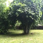 Kirayə (günlük) 3 otaqlı Həyət evi/villa Qəbələ 14