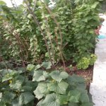 Kirayə (günlük) 4 otaqlı Həyət evi/villa İsmayıllı 34