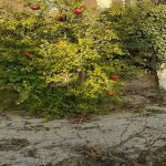 Satılır Torpaq, Novxanı, Abşeron rayonu 5