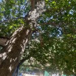 Kirayə (aylıq) 2 otaqlı Bağ evi, Qara Qarayev metrosu, Nizami rayonu 4