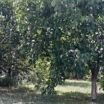 Kirayə (günlük) 2 otaqlı Həyət evi/villa İsmayıllı 18