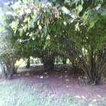 Satılır Torpaq Qəbələ 8