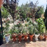 Kirayə (günlük) 3 otaqlı Bağ evi, Bilgəh qəs., Sabunçu rayonu 16