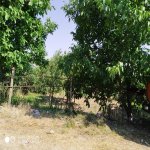 Satılır Torpaq Şamaxı 2