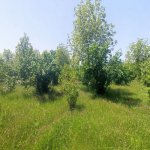 Satılır Torpaq Qəbələ 5
