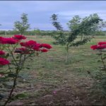 Satılır Torpaq Xaçmaz / Xudat 1