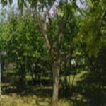 Satılır 2 otaqlı Həyət evi/villa İsmayıllı 16