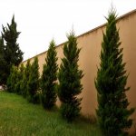 Satılır 6 otaqlı Bağ evi, Goradil, Abşeron rayonu 15