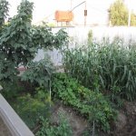 Kirayə (aylıq) 3 otaqlı Həyət evi/villa, Buzovna, Xəzər rayonu 9
