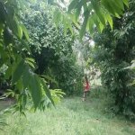 Kirayə (günlük) 4 otaqlı Bağ evi Qəbələ 15