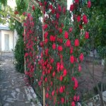 Kirayə (aylıq) 5 otaqlı Bağ evi, Bilgəh qəs., Sabunçu rayonu 6