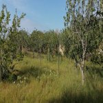 Satılır Torpaq, Kürdəxanı qəs., Sabunçu rayonu 3