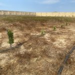 Продажа Участок, пос. Нардаран, Sea Breeze, Сабунчу район 7