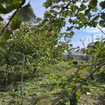 Satılır Torpaq İsmayıllı 13