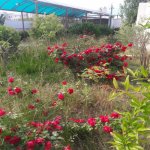Kirayə (aylıq) 5 otaqlı Bağ evi Sumqayıt 11