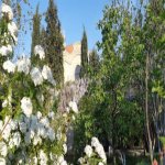 Satılır 6 otaqlı Bağ evi, Novxanı, Abşeron rayonu 10