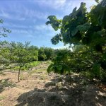 Satılır Torpaq, Şüvəlan, Xəzər rayonu 4