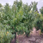 Satılır 5 otaqlı Həyət evi/villa, Zaqulba, Xəzər rayonu 11
