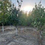 Satılır 5 otaqlı Bağ evi, Goradil, Abşeron rayonu 6
