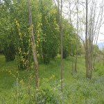 Satılır Torpaq Zaqatala 3