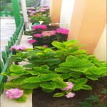 Satılır 4 otaqlı Həyət evi/villa, Buzovna, Xəzər rayonu 6