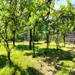 Kirayə (günlük) 2 otaqlı Bağ evi Qax 8
