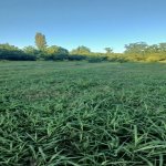 Satılır Torpaq Qəbələ 4