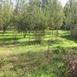 Satılır 9 otaqlı Həyət evi/villa Şamaxı 11