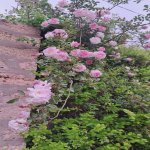 Kirayə (aylıq) 3 otaqlı Bağ evi, Türkan, Xəzər rayonu 7