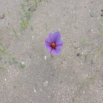 Satılır Torpaq, Buzovna, Xəzər rayonu 15