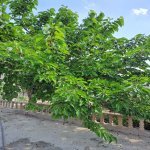 Satılır 4 otaqlı Həyət evi/villa, Xocaəsən metrosu, Sulutəpə qəs., Binəqədi rayonu 8