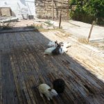 Kirayə (günlük) 2 otaqlı Bağ evi, Pirşağı qəs., Sabunçu rayonu 9
