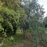 Satılır Torpaq İsmayıllı 5