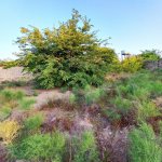 Satılır Torpaq, Novxanı, Abşeron rayonu 14