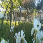 Kirayə (aylıq) 4 otaqlı Bağ evi, Fatmayi, Abşeron rayonu 3