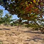 Продажа Участок, пос. Нардаран, Сабунчу район 2