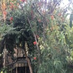 Satılır 4 otaqlı Həyət evi/villa Şəmkir 15