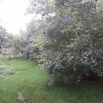 Satılır Torpaq Sumqayıt 8