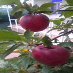 Satılır 3 otaqlı Həyət evi/villa, Yasamal rayonu 37