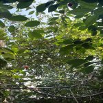 Аренда 3 комнатная Дома/Виллы, Шаган, Хязяр район 9