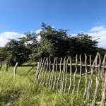 Satılır Torpaq Oğuz 3