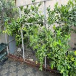 Satılır 4 otaqlı Həyət evi/villa, Avtovağzal metrosu, Biləcəri qəs., Binəqədi rayonu 20