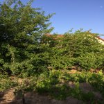 Kirayə (aylıq) 3 otaqlı Bağ evi, Fatmayi, Abşeron rayonu 9