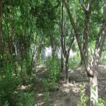 Satılır 4 otaqlı Həyət evi/villa, Savalan qəs., Sabunçu rayonu 9