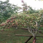 Satılır 6 otaqlı Həyət evi/villa Şamaxı 5